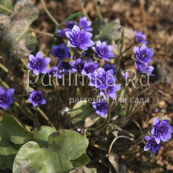 Печеночница благородная Blue Plena (Hepatica nobilis f. Blue Plena)